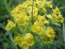 EUPHORBIA